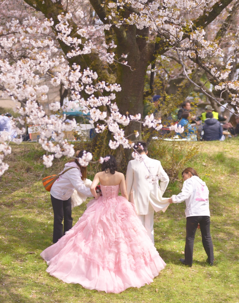 桜ロケーション,ドレス